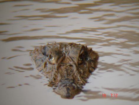black_caiman.jpg